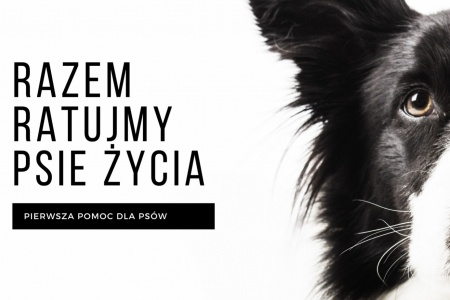 zdjecie